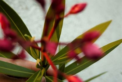 Close-up of pink flowers