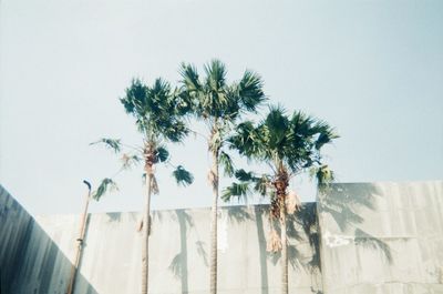 Low angle view of palm trees against clear sky