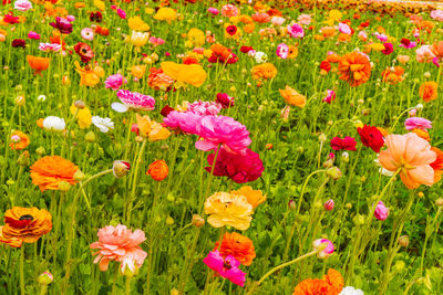 Close-up of poppy flowers in field