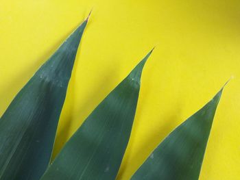 Close-up of yellow leaf against wall