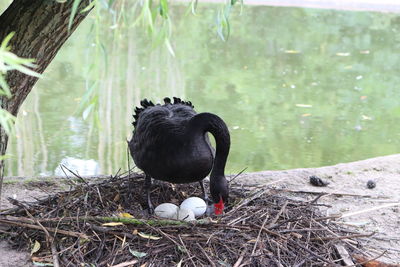 View of black swan in nest