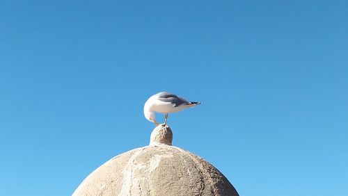 Low angle view of seagull perching on rock
