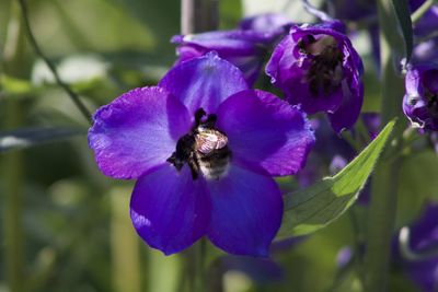 Close-up of honey bee pollinating on purple flower