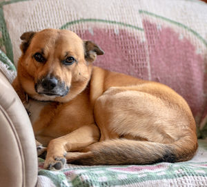 Portrait of dog relaxing on floor