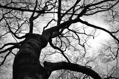 Low angle view of bare tree against sky