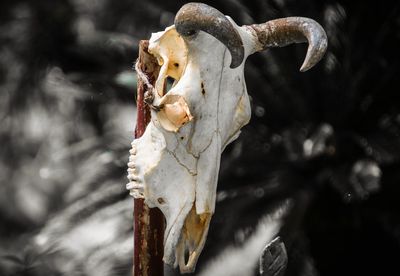 Close-up of animal skull