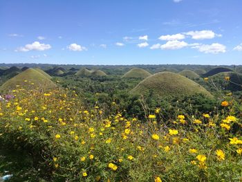 Yellow flowers blooming on field against sky