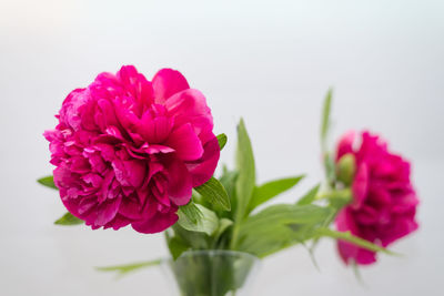 Close-up of pink flowers