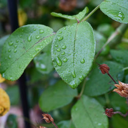 Close-up of wet plant leaves during rainy season