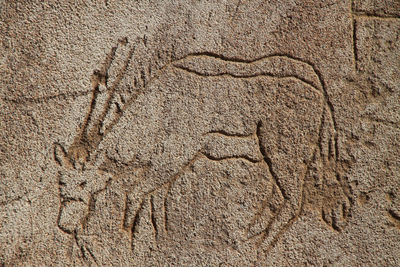 Prehistoric engraving of an oryx antelope