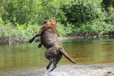 Dog jumping in lake