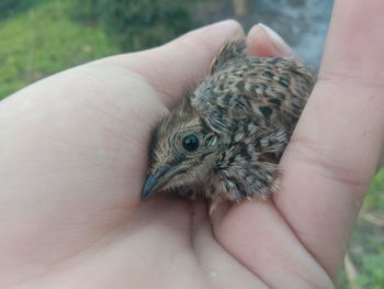 Close-up of hand holding small bird