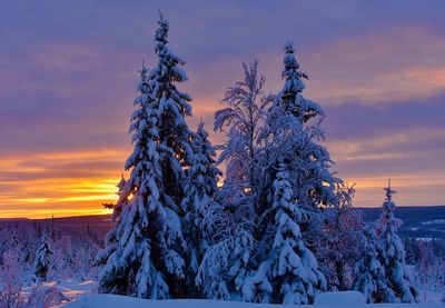 Snow covered trees against sky during sunset