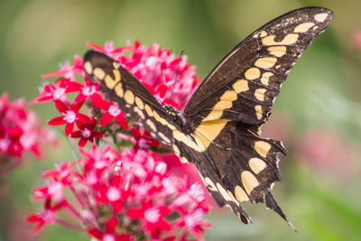 Close-up of butterfly pollinating on pink flower