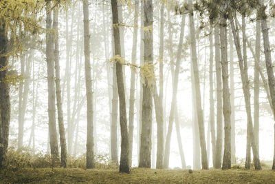 Trees in forest during winter