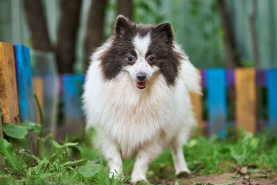 Pomeranian spitz dog in garden. cute pomeranian puppy on walk, white black color. spitz pom dog