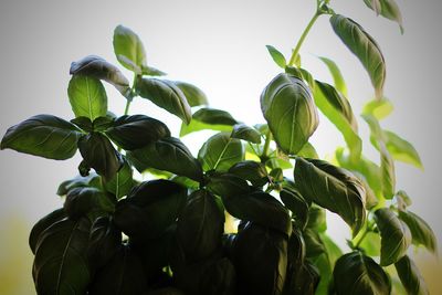 Low angle view of fresh green plants against sky