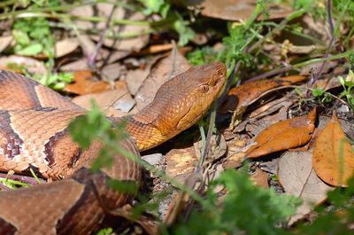 Souther copperhead 