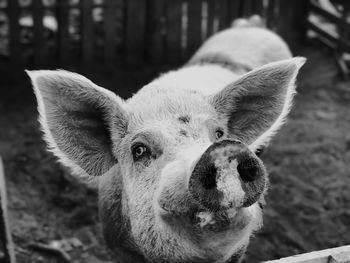 Close-up portrait of pig