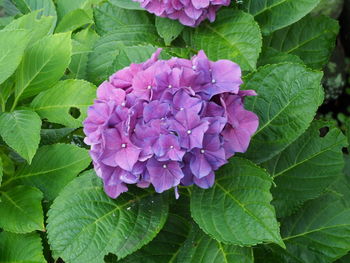 Close-up of pink flowering plant leaves