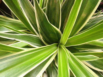 High angle view of  plant leaves