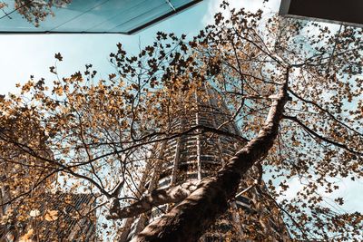 Low angle view of flowering tree against sky