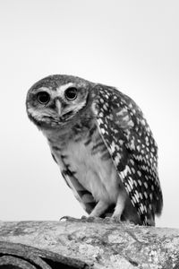 animal themes
