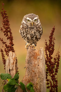 Close-up of bird