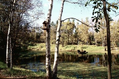 Trees by lake against sky