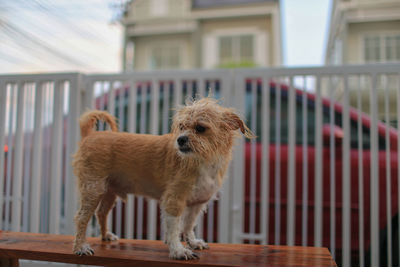 Portrait of dog standing against railing