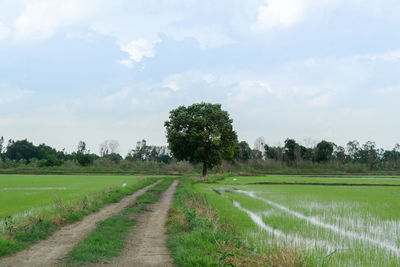 Scenic view of agricultural field against sky