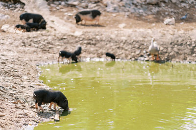 Dogs running in lake