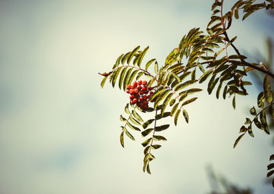 Close-up of berries growing on tree