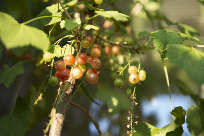 Close-up of berries growing on tree