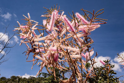 Low angle view of flowering plant against sky