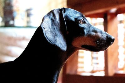 Close-up of dog looking away at home