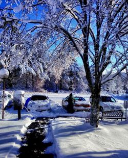 Bare tree in snow covered landscape