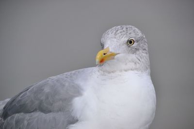 Close-up of seagull