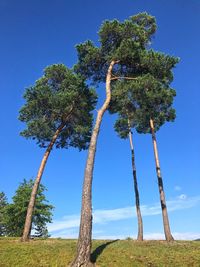 Low angle view of tree against blue sky