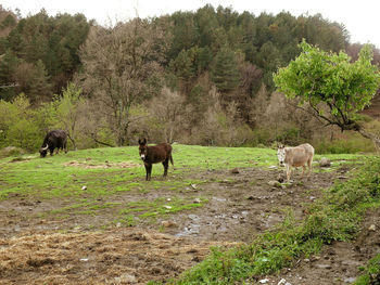 Sheep in a field