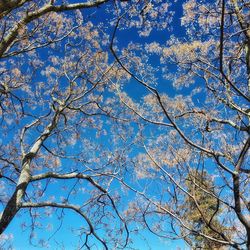 Low angle view of cherry tree against blue sky