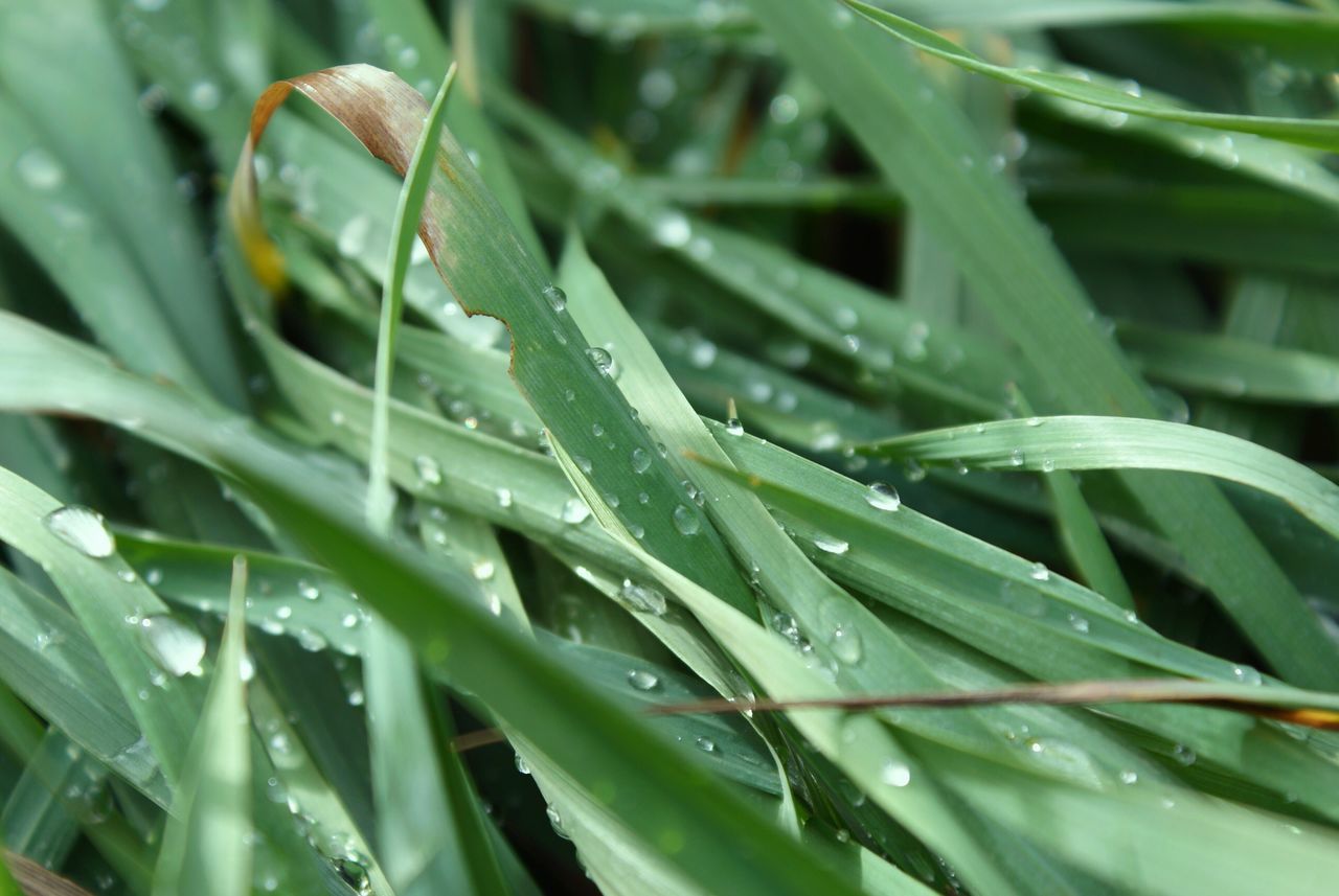 wet, drop, growth, nature, plant, leaf, rain, close-up, no people, green color, focus on foreground, water, dew, beauty in nature, day, raindrop, outdoors, freshness