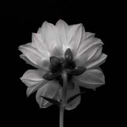 Close-up of white flower against black background