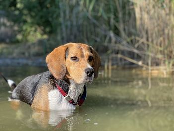 Close-up of a dog looking away, a beagle standing in the lake water