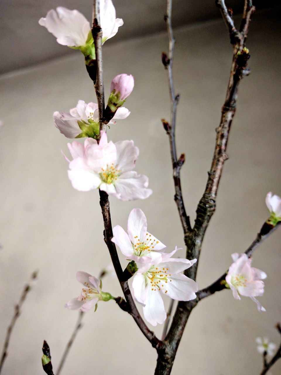 CLOSE-UP OF CHERRY BLOSSOMS IN SPRING