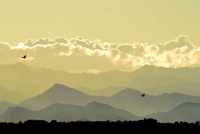 Silhouette of birds flying in sky