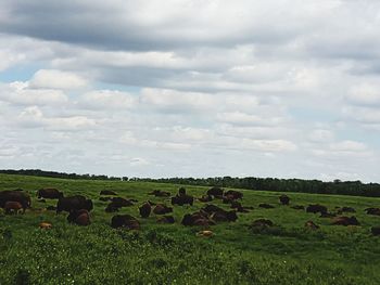 Hay bales on field against sky