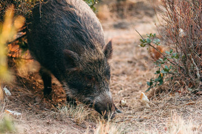 Close-up of pig