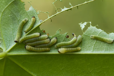 Colony caterpillar eating green leaf