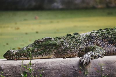 Close-up of crocodile on tree